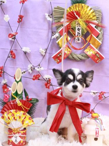 20230118ロミオくん